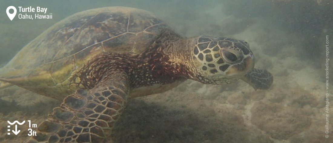 Snorkeling with Hawaiian green sea turtle at Turtle Bay Resort, Oahu