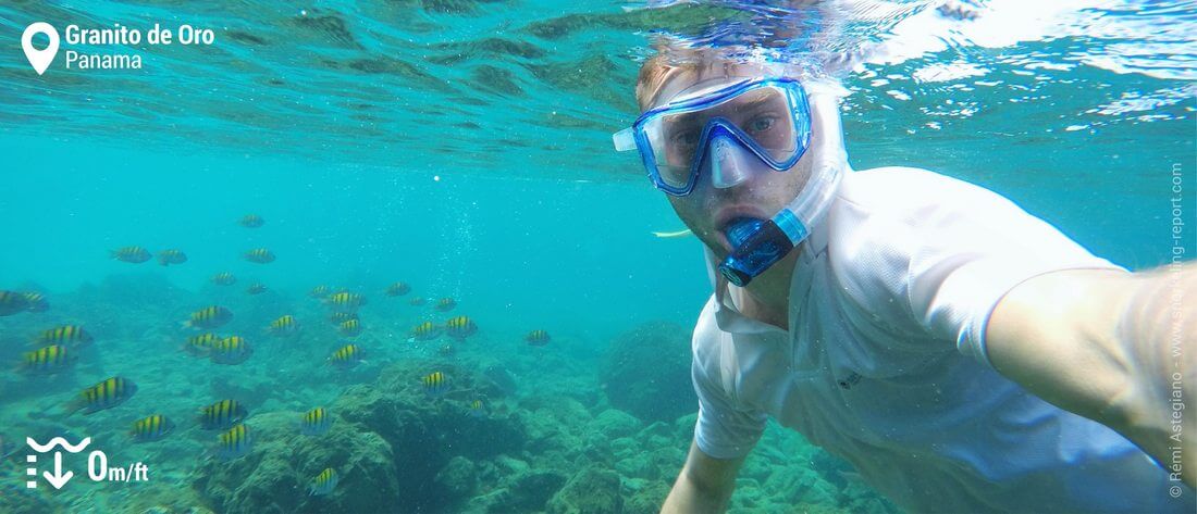 Snorkeling with sergeant-major at Granito de Oro, Coiba National Park