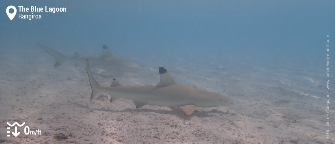 Snorkeling with blacktip reef sharks in the Blue Lagoon, Rangiroa