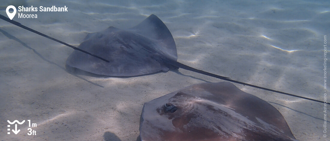 Snorkeling with stingrays at Sharks Sandbank, Moorea