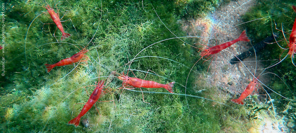 Red shrimp in Sombano Lake