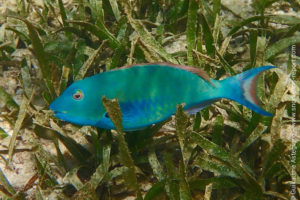 Poisson-perroquet à queue rouge