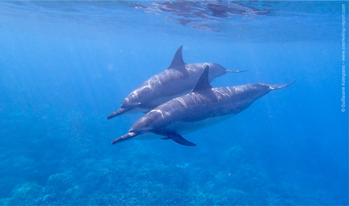 Snorkeling with dolphins in Two Step