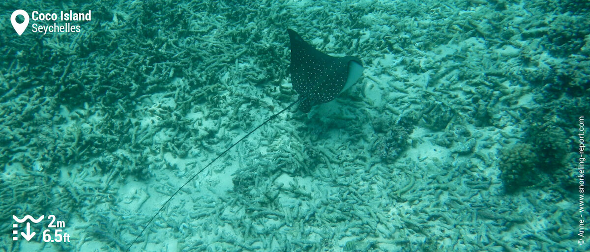 Spotted eagle ray in Coco Island