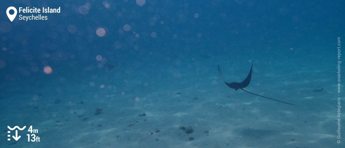 Snorkeling with spotted eagle ray at Anse Sévère, Seychelles