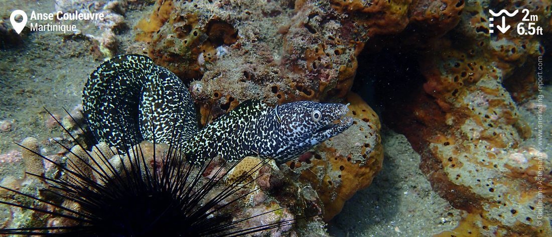 Snorkeling with spotted moray eel at Anse Couleuvre, Martinique