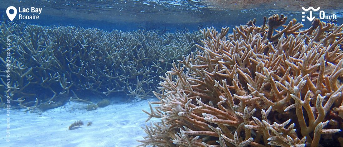 Staghorn coral in Lac Bay, Bonaire
