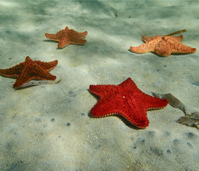 Starfish Alley