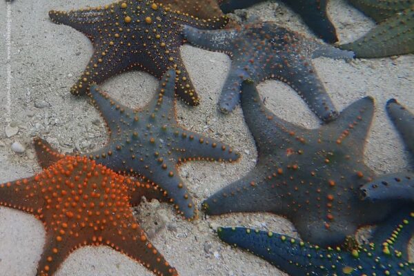 Snorkeling with starfish