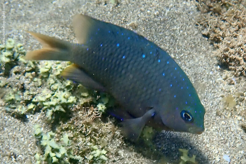 Stegastes pelicieri