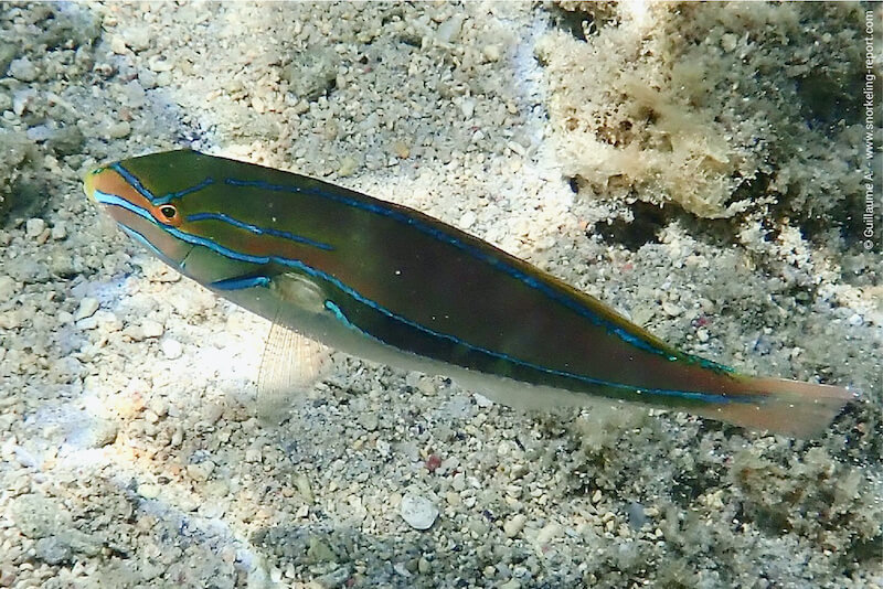 Halichoeres marginatus