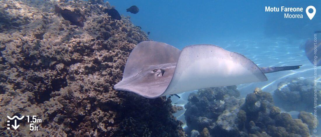 Snorkeling with stingray at Motu Fareone, Moorea's lagoon