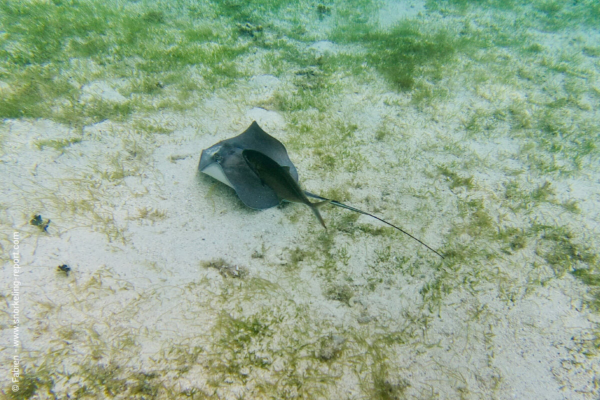 Stingray in Petite Terre