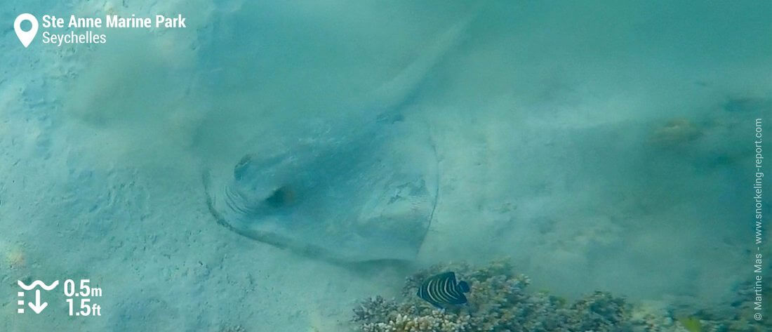 Bluespotted stingray at Ste Anne Marine Park, Seychelles