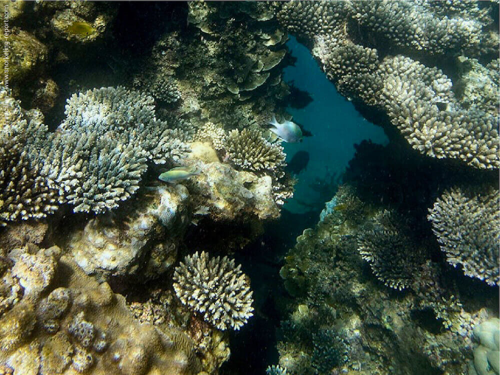 Snorkeling At Tahiti Plage Mayotte Island