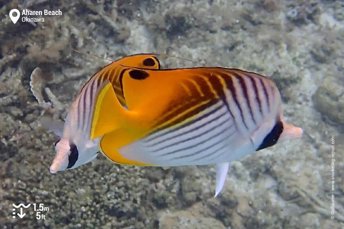 Threadfin butterflyfish at Aharen Beach