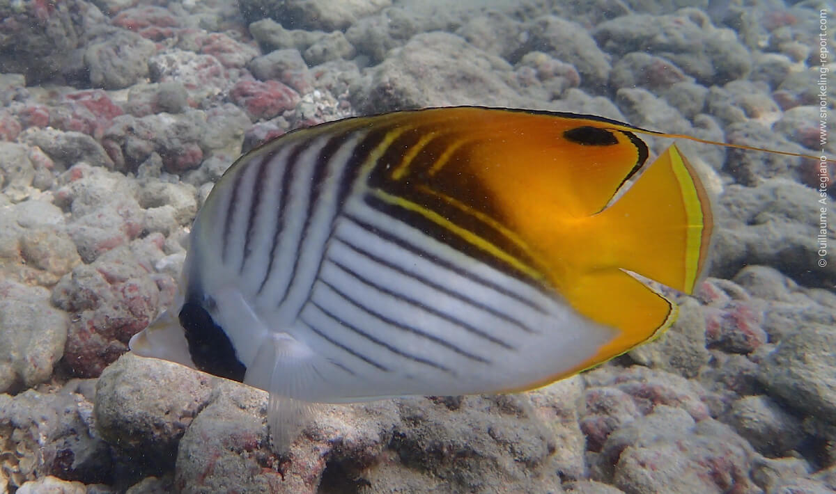 Threadfin butterflyfish