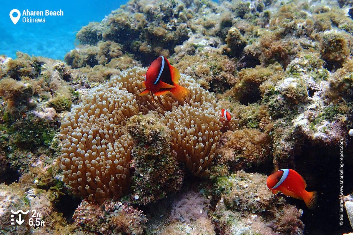 Tomato clownfish at Aharen Beach