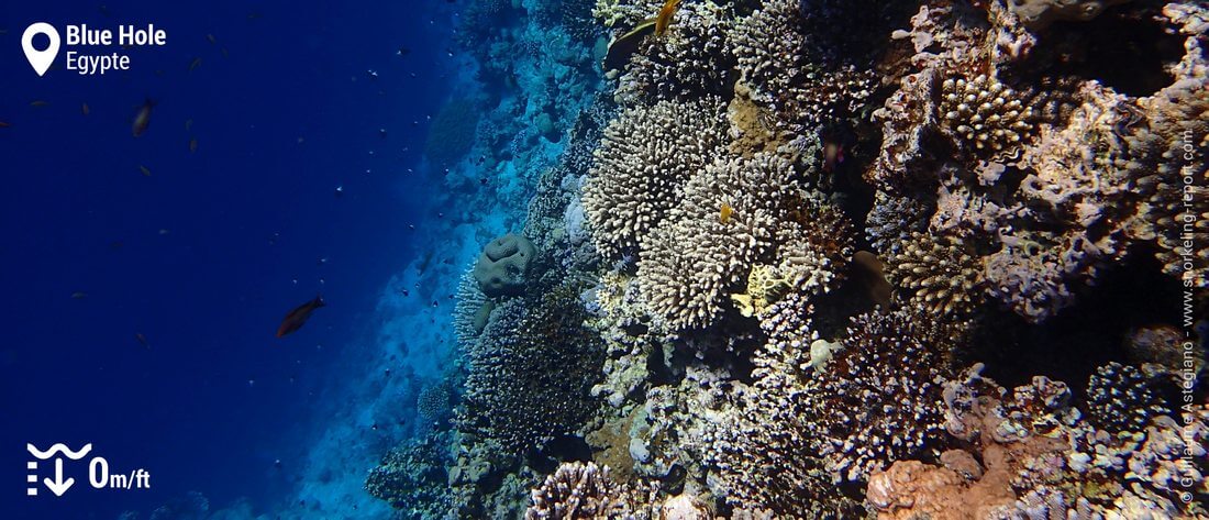 Le tombant récifal du Blue Hole de Dahab, Mer Rouge