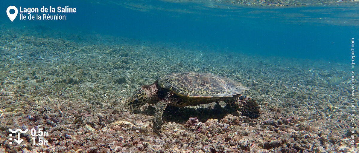 Tortue imbriquée dans le lagon de la Saline