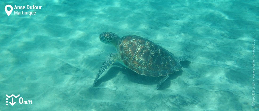 Tortue verte à l'Anse Dufour, Martinique