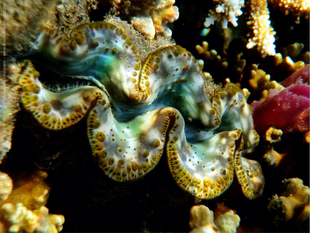 Tridacna maxima - Maxima clam