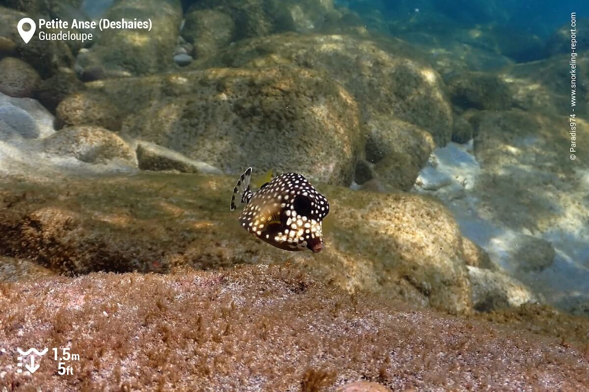 Trunkfish at Petite Anse, Deshaies