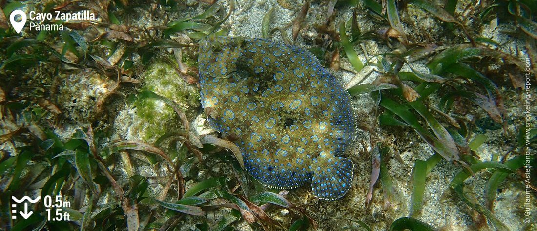 Turbot paon à Cayo Zapatilla, Bocas del Toro