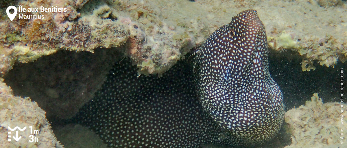 Turkey moray