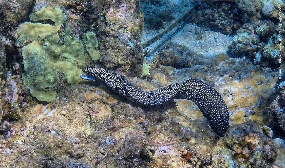 Turkey moray eel