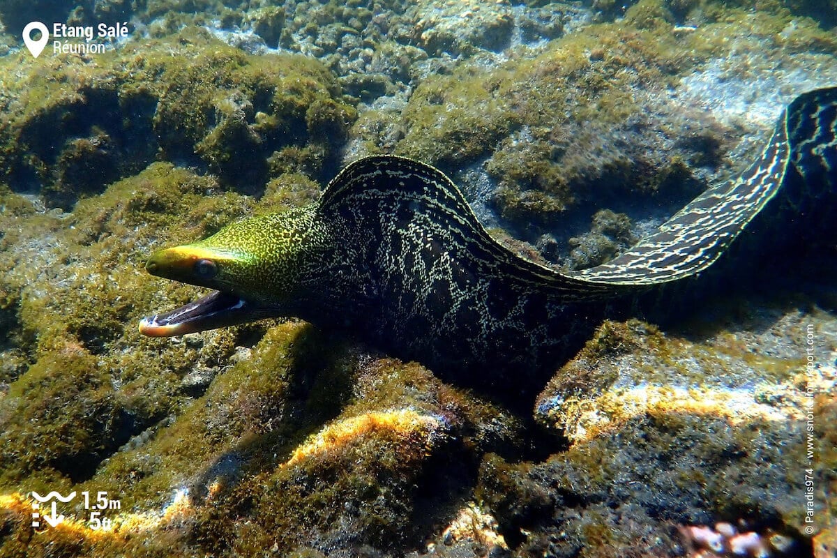 Undulated moray at Etang Sale