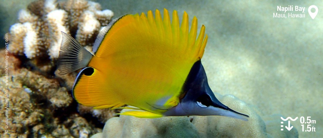 Yellow longnose butterflyfish at Napili Bay, Maui