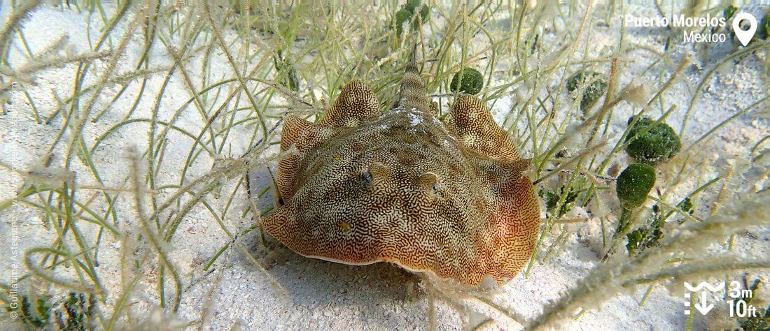 Yellow stingray at Puerto Morelos, Mexico