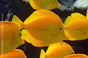 Yellow tang