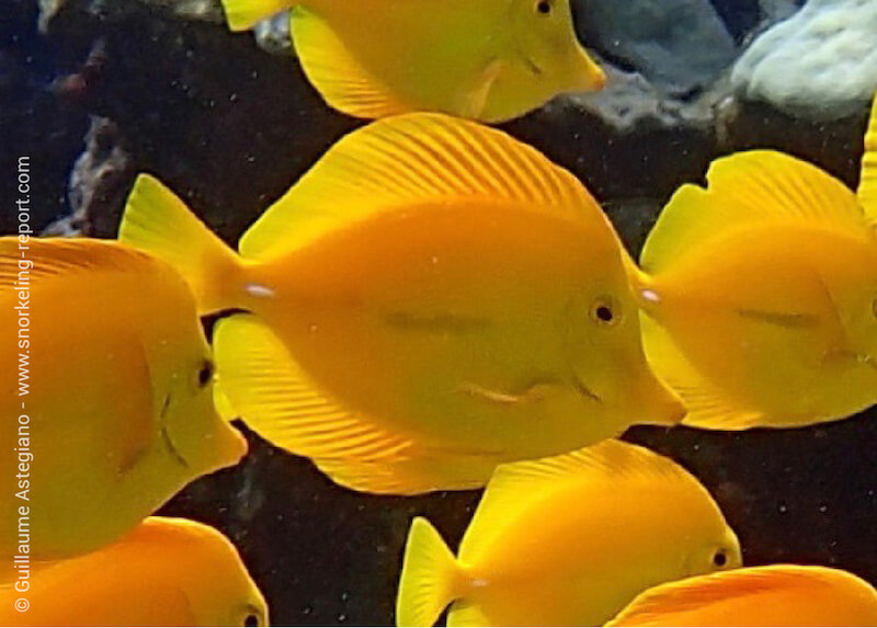 Yellow tang