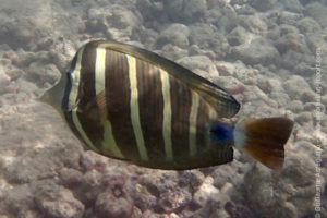 Sailfin tang