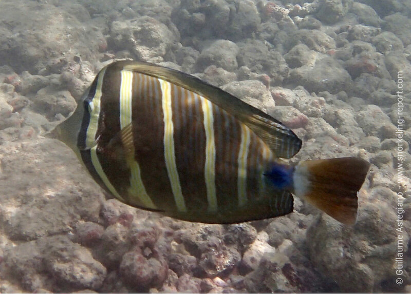 Sailfin tang