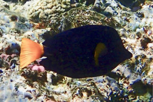 Yellowtail surgeonfish