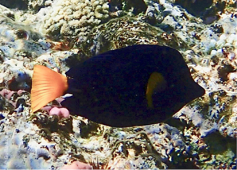 Yellowtail surgeonfish