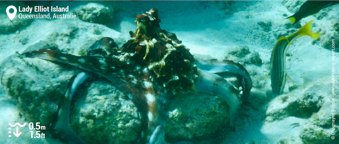 Poulpe dans le lagon de Lady Elliot Island