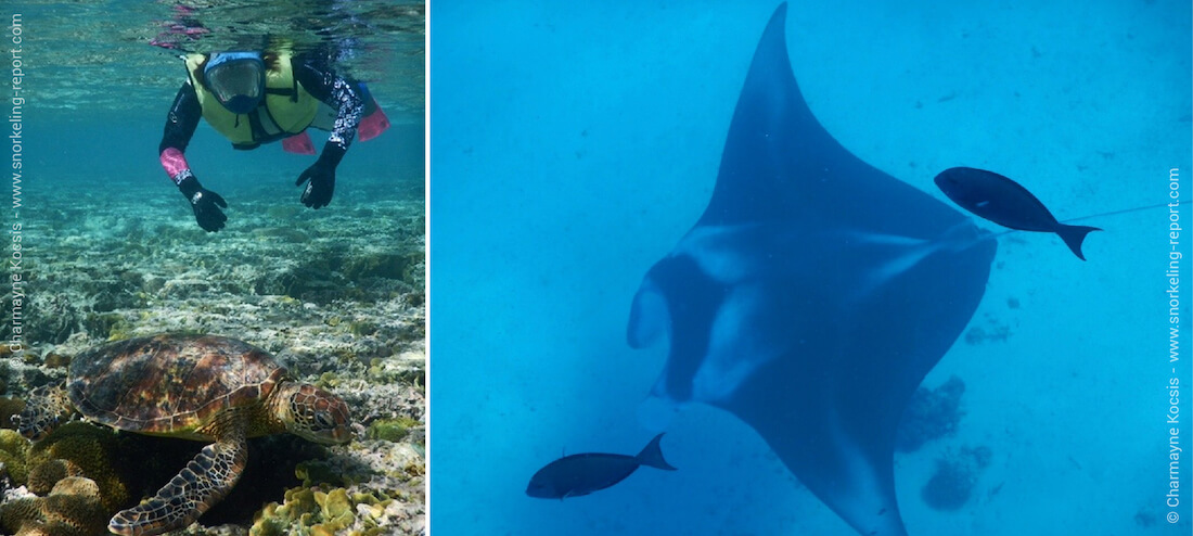 Snorkeling with turtles and manta rays at Lady Elliot Island