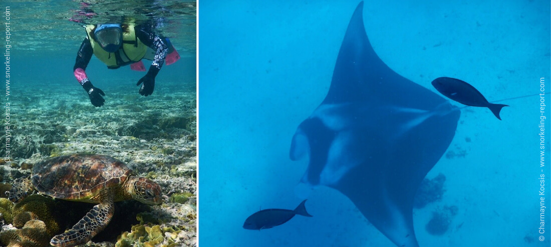 Snorkeling avec tortues et raies manta à Lady Elliot Island