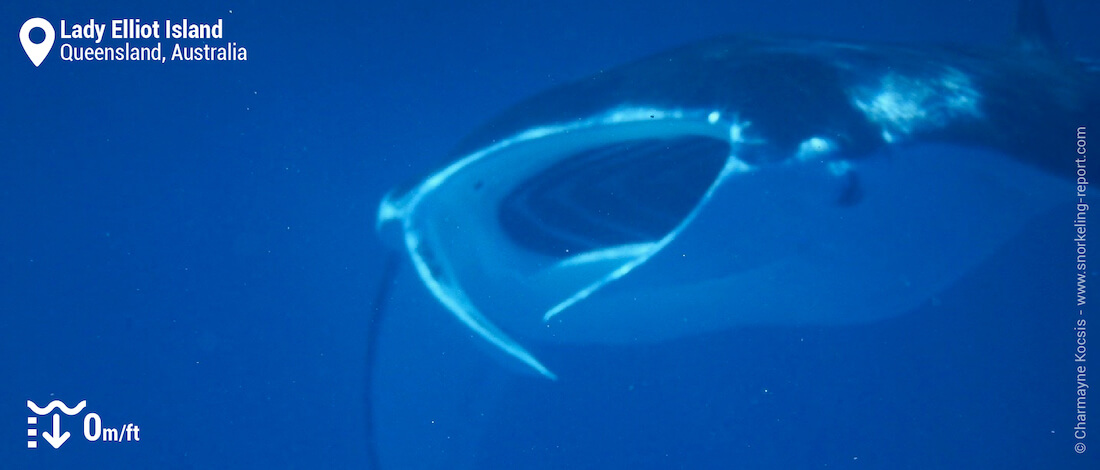 Snorkeling with Manta ray in Lady Elliot Island