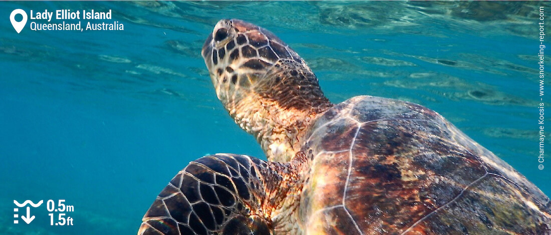 Snorkeling with sea turtle in Lady Elliot Island lagoon