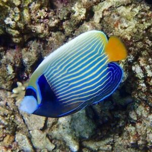 Coral Identification Chart