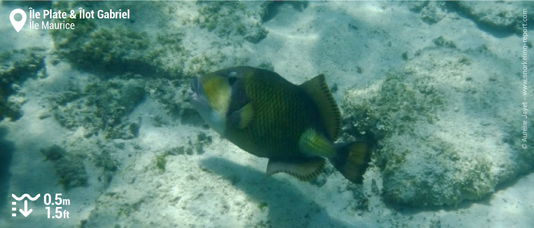 Baliste olivâtre à l'Îlot Gabriel, Île Maurice