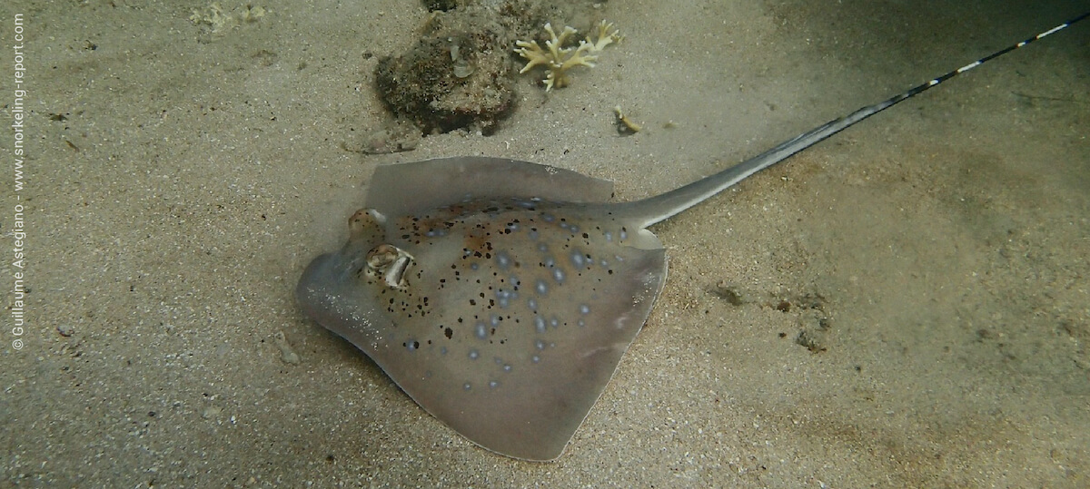 Masked stingray in Whitsunday Islands