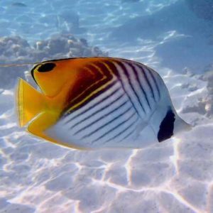 Australian Reef Fish Species Chart