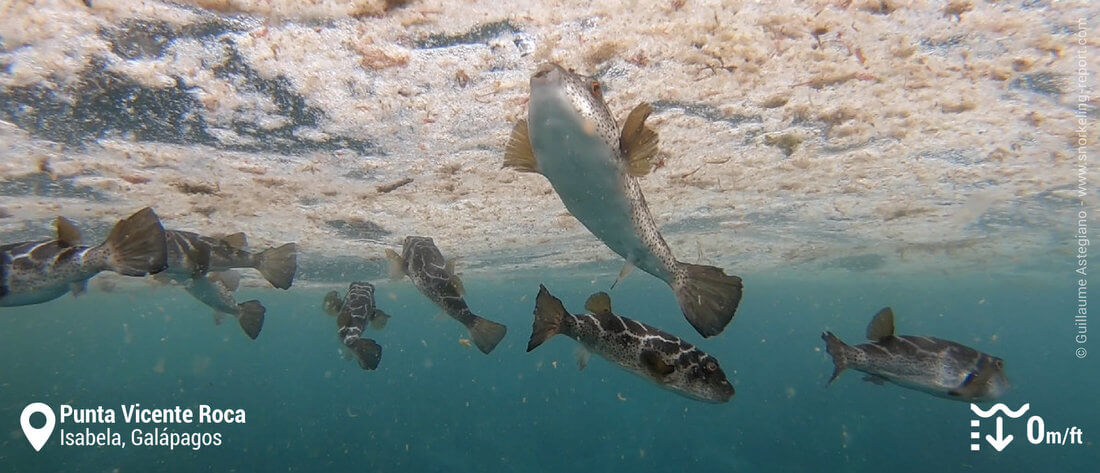 Bullseye puffer at Vicente Roca Point