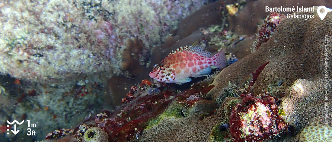 Coral hawkfish in Bartolome Island, Galapagos